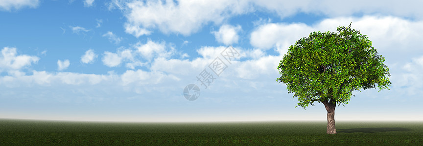 字段上的树植物全景地平线牧场天空场景土地自由美丽阳光图片