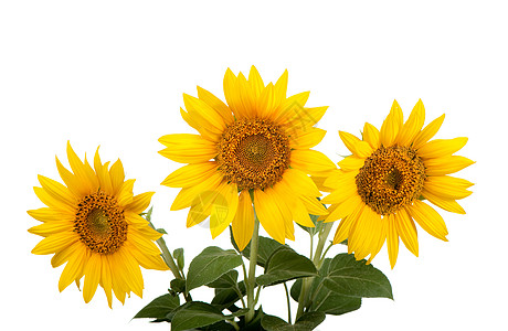 孤立的向日葵美丽黄色花粉植物剪裁叶子生活阳光花梗棕色图片