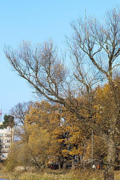 公园叶子森林环境植物生长黄色橙子橡木树叶分支机构图片