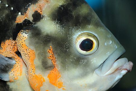 热带鱼类闭眼鱼图片
