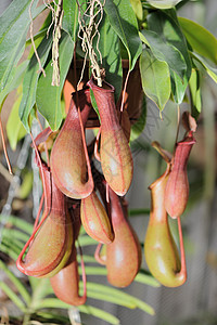 内衬投手昆虫动物花园叶子食肉生物陷阱水壶热带背景图片