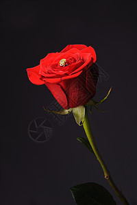 红玫瑰黑黑色背景的环图片