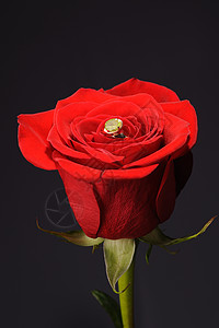 在红玫瑰中环钻石金子戒指首饰宝石庆典植物花瓣卡片婚礼图片