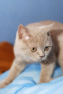 屋内灰色猫蓝色短发头发小吃灰烬宠物眼睛背景图片