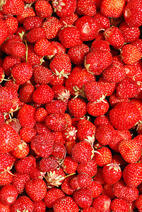 草莓背景工作室农业种子早餐食物活力蔬菜养分健康红色图片