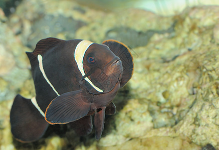 热带热带鱼类岩石动物生活游泳潜水尾巴宏观运动液体旅行图片