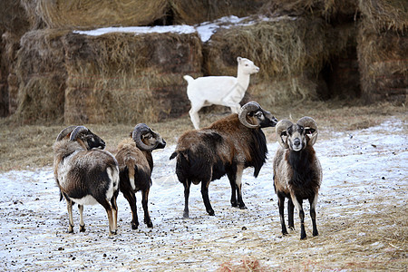 冬季与Sitka Deer一起的雪地羊荒野小鹿动物母羊情调异国旅行养殖场景乡村图片