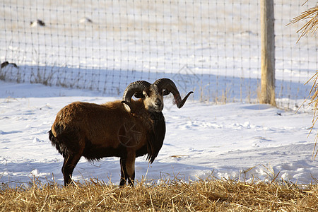 冬天在干草泥巴附近场景水平养殖动物内存情调乡村照片旅行荒野图片