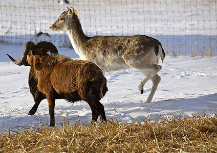 冬季Sitka Deer旁边的雪地羊群图片