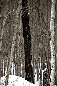 冬天在山林中烧一棵树图片