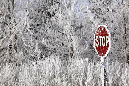 树上霜冻 停止标志图片