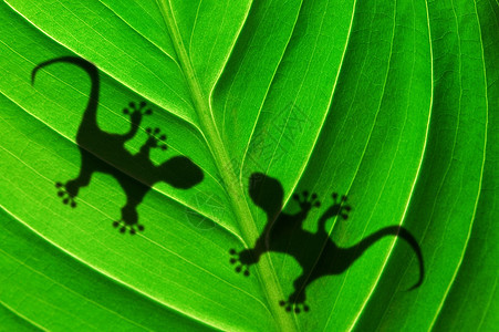 绿林叶和壁虎环境生态变色龙雨林鬣蜥动物隐藏异国叶子阴影图片