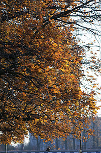 公园橡木生长黄色森林植物学橙子分支机构叶子树叶植物图片