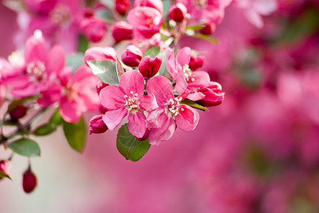 Crabapple 花朵 1背景图片