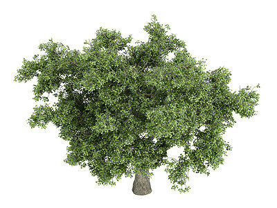 Oak 或 Quacus橡木美丽树干植物群叶子环境生活树叶插图木头图片