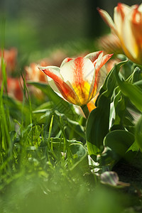清晨阳光明媚的春天早晨 在公园花棚中的郁金香绿色黄色花坛粉色图片