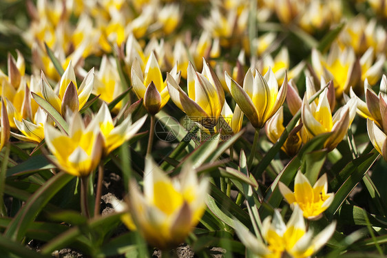 公园床上的春黄鲜花图片