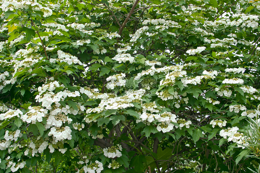 白鲜花时期植被季节树叶植物荚蒾国家植物群后院叶子图片
