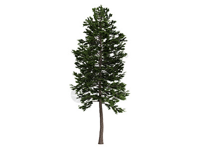 松树或樟子松植物学生态环境木头植物生活树干公司美丽插图图片