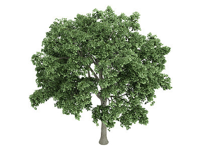 埃尔姆或乌尔穆斯生态果皮美丽树干树叶木头环境生活叶子植物图片