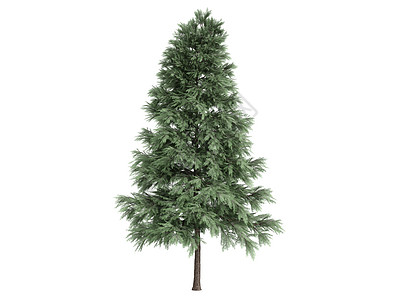 松树或樟子松植物学公司环境树干木头植物生活针叶植物群插图图片