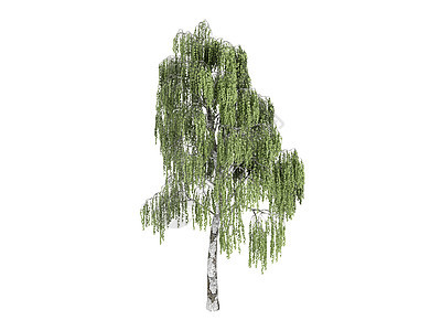 伯赫或贝图拉美丽树叶树干木材桦木环境木头生活植物群果皮图片