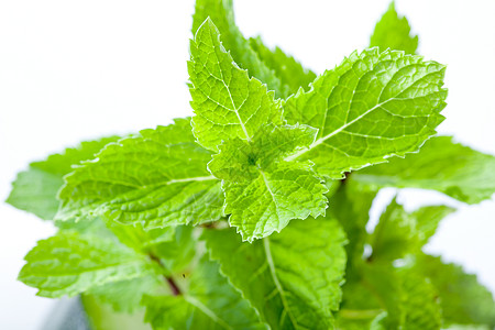 新鲜薄荷树叶蛴螬食品植被绿色香料清凉状况草地食物调味品背景图片