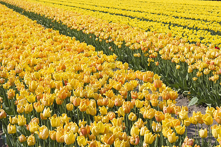 在荷兰有黄郁金香的春田橙子生长农场投标植物栽培宏观生活花园美丽图片