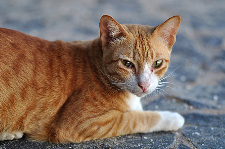 猫类条纹婴儿眼睛爪子晶须猫咪猫科动物宠物小猫头发图片