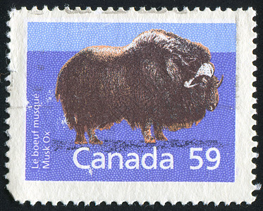 邮票明信片水牛邮件古董牛角荒野野生动物动物动物群环境图片