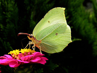 蝴蝶在花朵上环境绿色昆虫黄色漏洞翅膀粉色花瓣图片