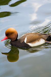 鸭子在湖边孩子橡皮小鸭子动物棕色水禽荒野野生动物黄色羽毛图片