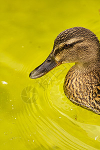 鸭子在湖边荒野黄色孩子橡皮水禽棕色动物宠物羽毛小鸭子图片