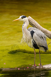 赫伦灰色蓝色沼泽荒野账单翅膀动物尾巴白鹭猎人图片