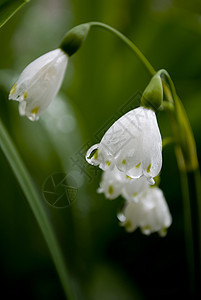 山谷的利里山香水百合植物群场地香气植物植物学花园野花香味图片