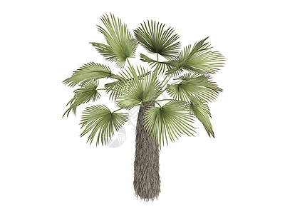 Kumaon棕榈或曲速carpus塔基尔环境植物学叶子异国插图生活绿色生态木头植物群图片