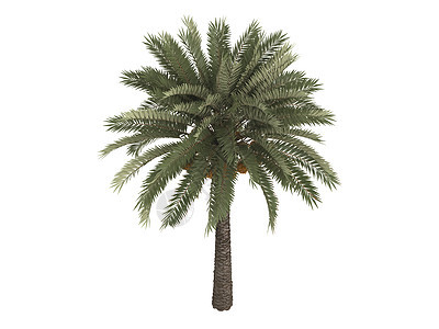 椰枣或凤凰仙人掌生态生活叶子植物群环境插图木材美丽棕榈热带图片