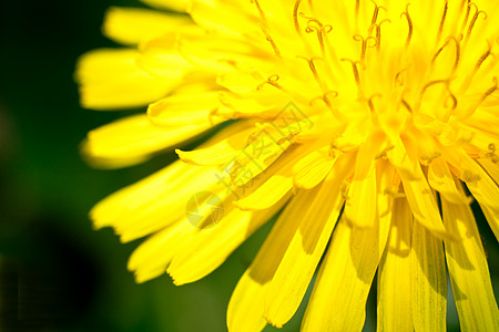 花层蜜蜂昆虫蜂蜜花瓣药品生长植物群草地宏观植物图片