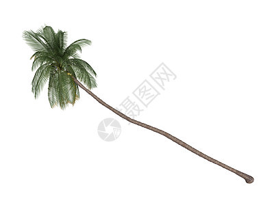 椰子或椰子菌天堂插图生态异国丛林生活棕榈木头树干植物图片