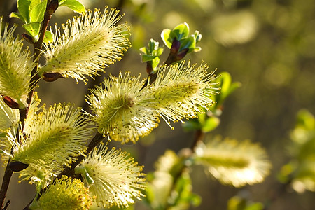 阴柳树枝柳絮植物群黄色绿色季节生长动能森林季节性蒸汽图片