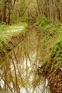 树林中的小溪流风景绿色荒野背景图片