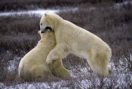 北极熊掠夺性濒危野生动物猎人生态旅游摔角活动威胁哺乳动物图片