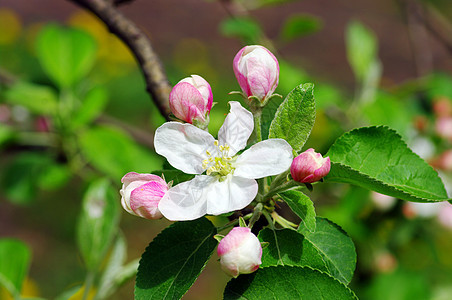 苹果花贴近水果生长叶子植物群季节苹果树宏观天空花瓣花园图片