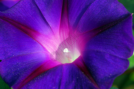 天蓝清晨光辉闪耀的伊波梅亚花朵装饰阴影植物花园荣耀花瓣喇叭花风格植物群蓝色背景图片