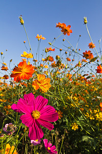 宇宙花花园花园植物群活力雌蕊花粉阳光植物金子天空场地图片