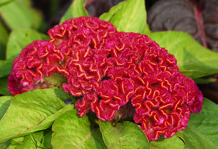 红花coxcomb 花图片