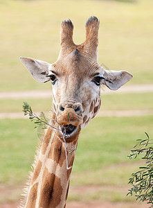 非洲长颈鹿近距离靠近哺乳动物荒野骆驼单峰野生动物动物图片