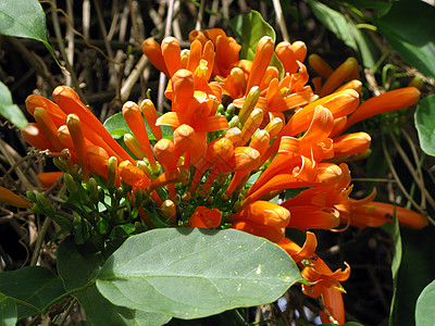 烈火葡萄橙碧尼翁花藤蔓植物群风格花艺植物装饰花园喇叭花朵橙子图片