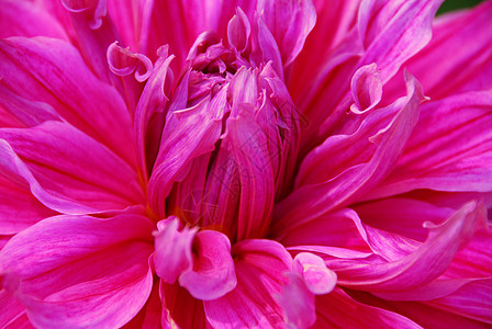 粉红 Dahlia 花季节性花瓣花园园艺花朵背景图片