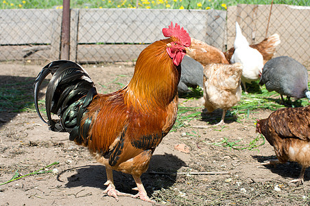 禽类农业家畜公鸡农家院谷仓院子羽毛波峰动物群鸟舍图片